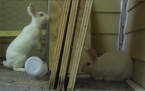 These are Steak and Baby, the two rabbits