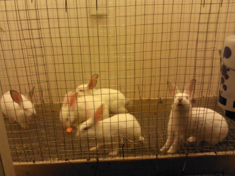 These are the five new bunnies in the hutch I built for them.