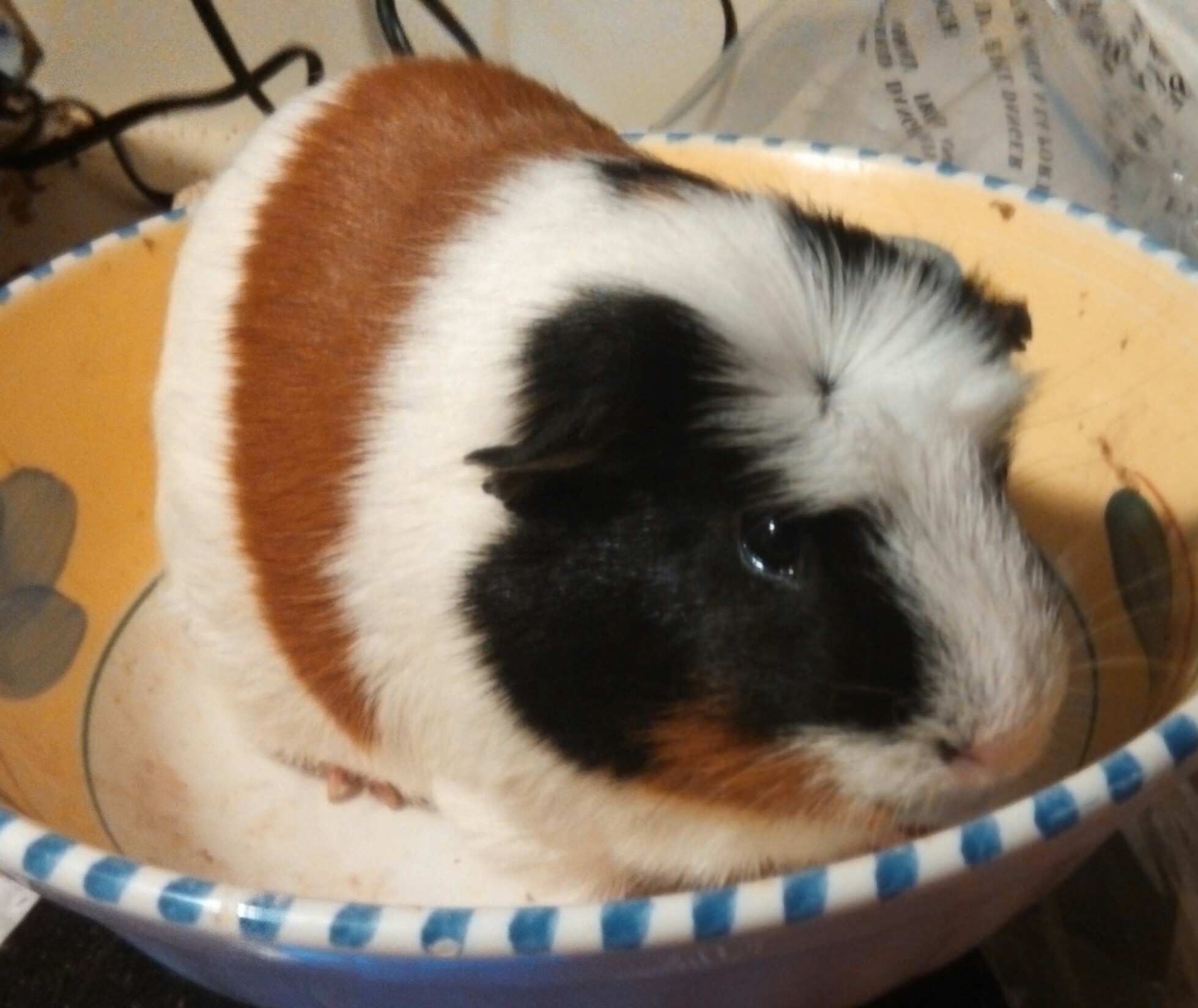 guinea pig for sale craigslist